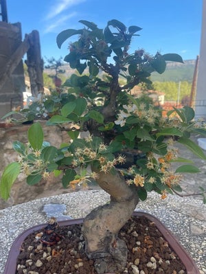 Vildæble bonsai (Malus sargentii) - Højde (Træ): 38 cm - Dybde (Træ): 25 cm -...