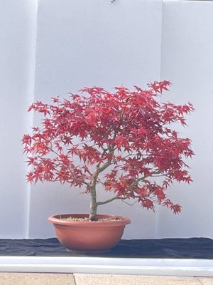 Japanese maple bonsai (Acer palmatum) - Højde (Træ): 48 cm - Dybde (Træ): 45 ...