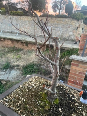 bonsai salix babylonica - Højde (Træ): 35 cm - Dybde (Træ): 15 cm - chili