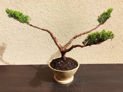 Enebærtræs bonsai (Juniperus) - Højde (Træ): 32 cm - Dybde (Træ): 54 cm - Fra...