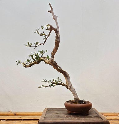 Oliven bonsai (Olea europaea) - Højde (Træ): 65 cm - Portugal