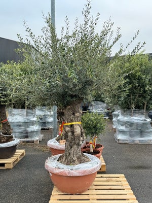 Oliventræ Olea Europaea 160 L