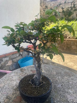 Vildæble bonsai (Malus sargentii) - Højde (Træ): 58 cm - Dybde (Træ): 25 cm -...