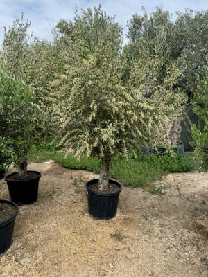 Oliventræ Olea Europaea 70 L ca. 40-50 år gammelt