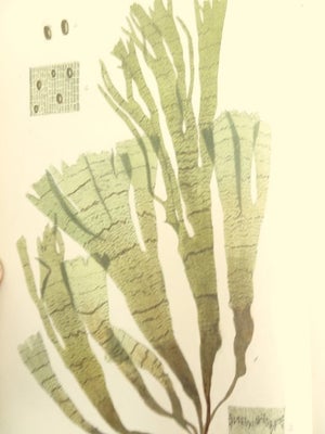 William Henry Harvey - Phycologia Britannica or a history of British sea-weed...