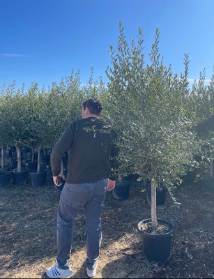 Oliventræer fra 595,-