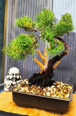 Bonsai Juniperus Chinensis - Højde (Træ): 32 cm - Spanien
