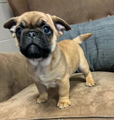 mops beagle fransk bulldog