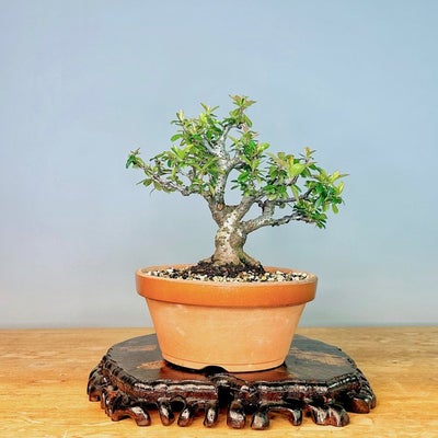 Ildtorn Bonsai (Pyracantha) - Højde (Træ): 24 cm - Dybde (Træ): 22 cm - Japan