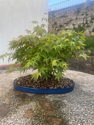 Japanese maple bonsai (Acer palmatum) - Japan