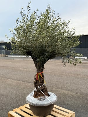 Oliventræ Olea Europaea 90 L