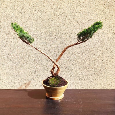 Enebærtræs bonsai (Juniperus) - Højde (Træ): 34 cm - Dybde (Træ): 48 cm - Fra...