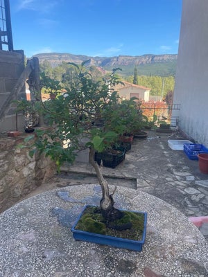 Fugleblomme bonsai (Sageretia theezans) - Højde (Træ): 42 cm - Dybde (Træ): 3...