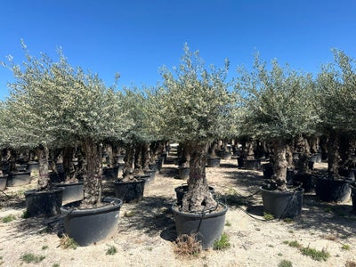 Oliventræ Olea Europaea 180/230 L ca. 100-120 år gammelt
