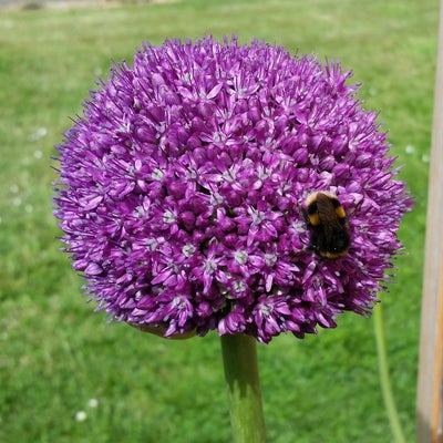 Prydløg / Allium "Globemaster" - Kæmpeprydløg.